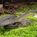 Mount Gongga Keelback - Photo (c) Spark, some rights reserved (CC BY-NC), uploaded by Spark