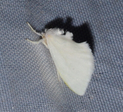 Zygaenoidea