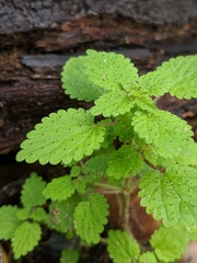 Hesperocnide tenella