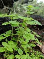 Hesperocnide tenella