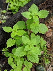 Hesperocnide tenella