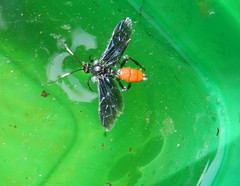 Protichneumon