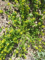 Lepidium flavum
