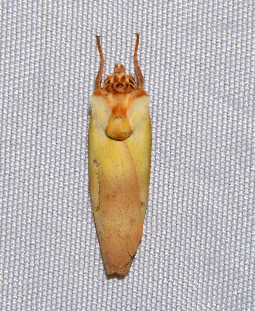 Halysidota roseofasciata