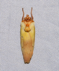 Halysidota roseofasciata