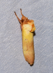 Halysidota roseofasciata