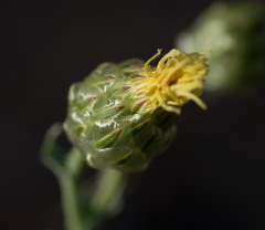Malacothrix coulteri