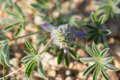 Lupinus concinnus