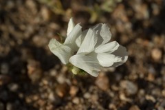 Linanthus parryae