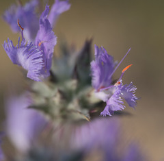 Salvia carduacea