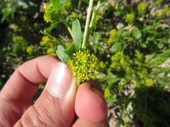 Lepidium flavum