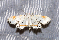 Musotiminae
