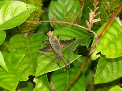 Eneoptera surinamensis