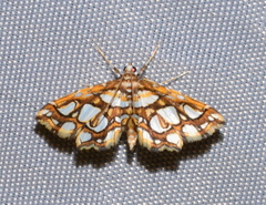 Musotiminae