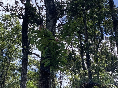 Vanda tricolor, 2023-10-01