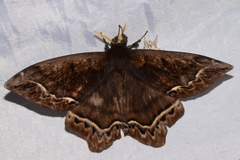 Arsenurinae