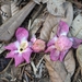 Eschweilera pedicellata - Photo (c) accidentalshrike, algunos derechos reservados (CC BY-NC), subido por accidentalshrike