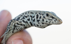 Aspidoscelis tigris tigris