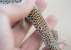 Aspidoscelis tigris tigris