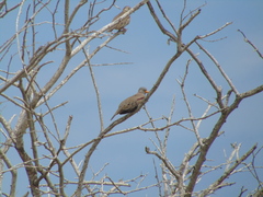 Columbina cruziana