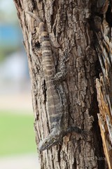 Ctenosaura macrolopha
