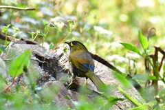 Liocichla steerii