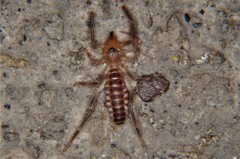 Ammotrechidae