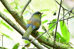 Liocichla steerii