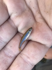 Pteronotropis hypselopterus