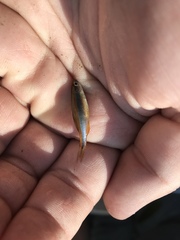 Pteronotropis hypselopterus