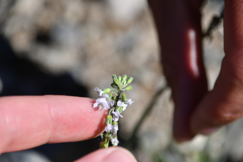 Holboell's rockcress (Arabis holboellii)