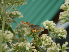 Junonia genoveva hilaris