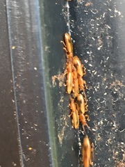 Cryptamorpha desjardinsi