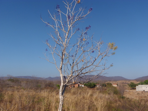 Jacaranda brasiliana