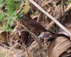 Cyanoloxia cyanoides