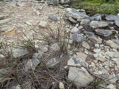 Anthoxanthum redolens