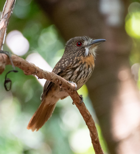 White-whiskered Puffbird (Malacoptila panamensis)