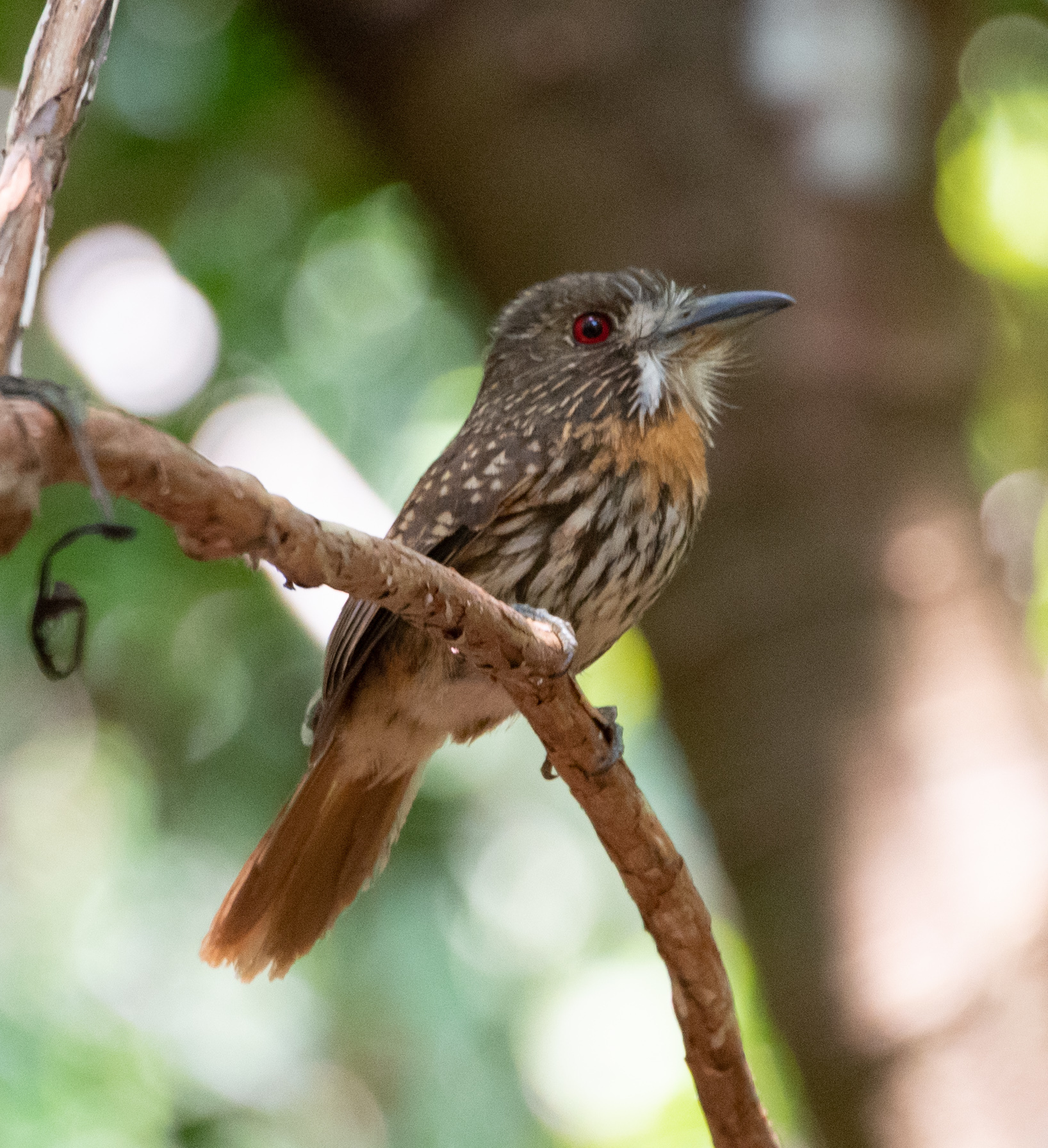 White-whiskered Puffbird illustration