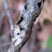 Ruptured Twig Gall Wasp - Photo (c) K Schneider, some rights reserved (CC BY-NC)