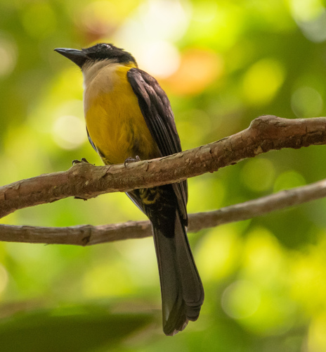 Lanio leucothorax