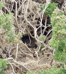 Turdus falcklandii falcklandii