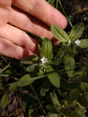 Lithospermum matamorense