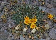 Chaetanthera chilensis