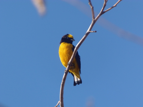 Purple-throated Euphonia