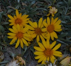 Chaetanthera chilensis