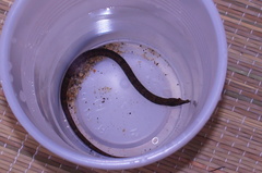 Syngnathidae