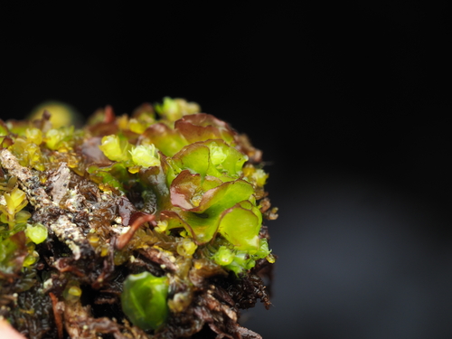 Calyculariaceae