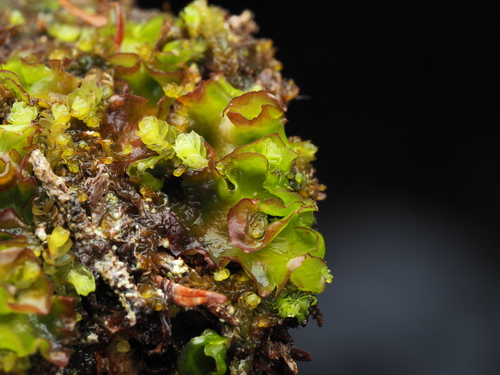 Calycularia