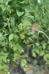 Lepidium perfoliatum
