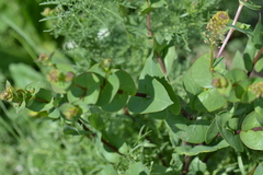 Lepidium perfoliatum